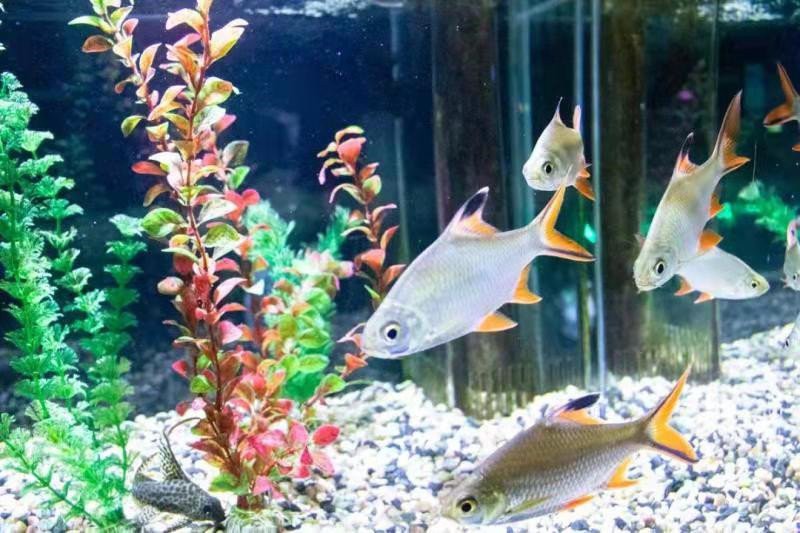 瀘州水族店，瀘州市江陽區水木印象水族店怎么樣愛企查瀘州歡樂海底世界