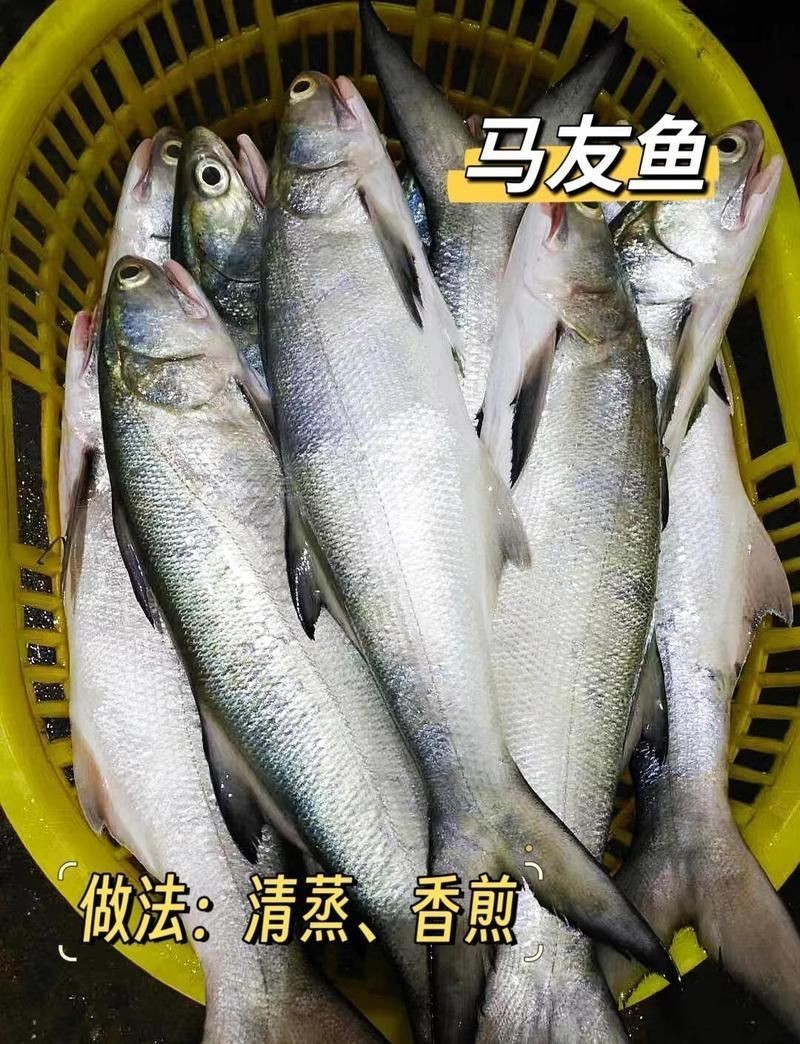 海口常見50種海魚，海口市場上常見的50種常見海水魚類及其特點，你嘗過幾種