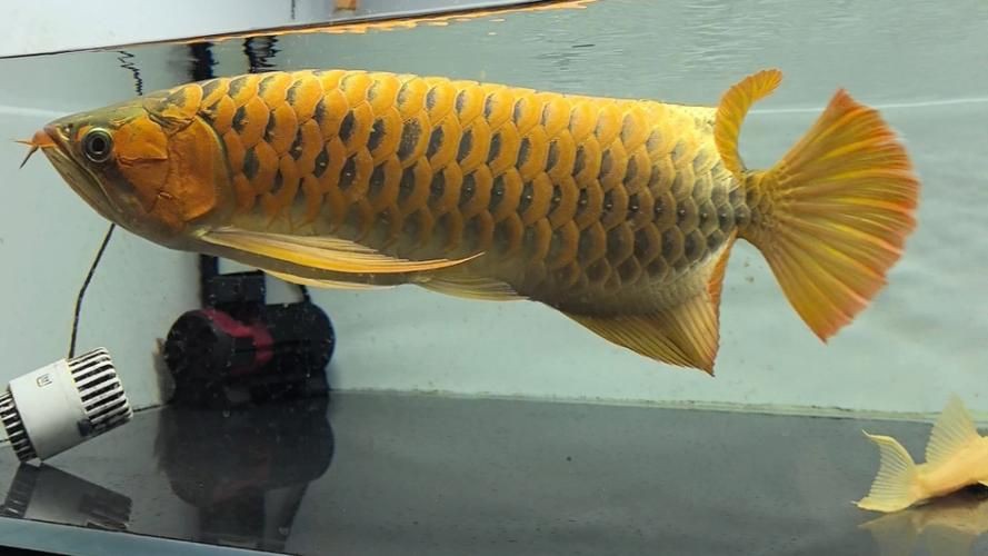 紅龍魚鰓蓋發色詳解圖，紅龍魚發色的各個階段