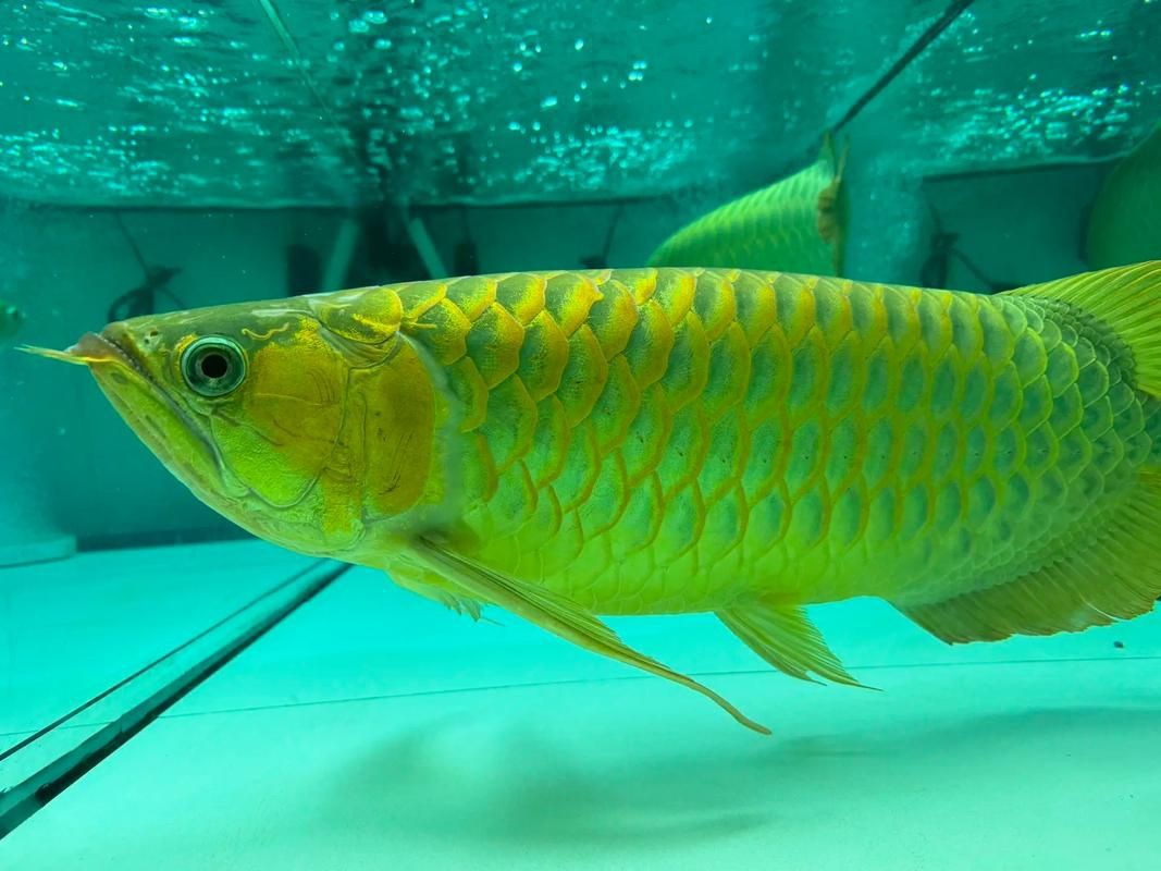 紅龍魚鰓蓋發色詳解圖，紅龍魚發色的各個階段