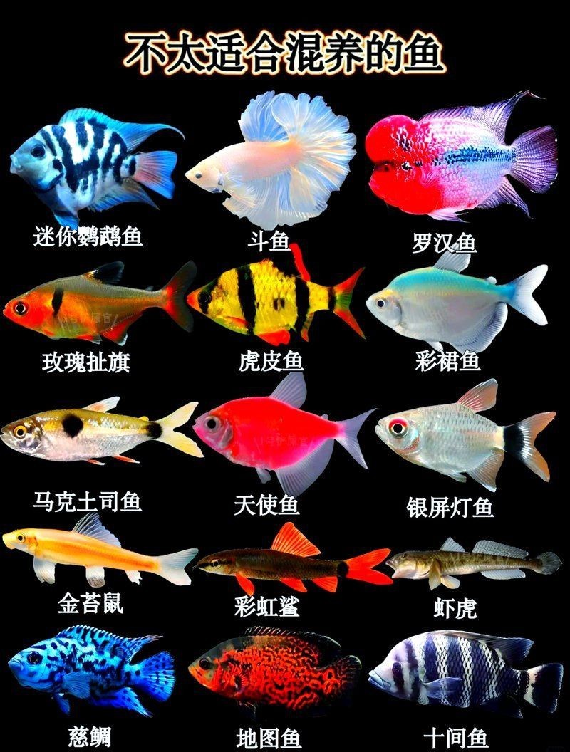 玫瑰丹魚最忌三種魚，玫瑰丹魚混養時需避免與以下三類魚類接觸