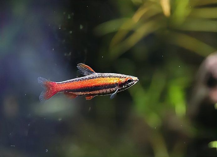 玫瑰丹魚最忌三種魚，玫瑰丹魚混養時需避免與以下三類魚類接觸