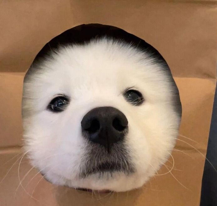 綿陽龍魚店，綿陽龍門烤魚館:美味與舒適的完美結(jié)合