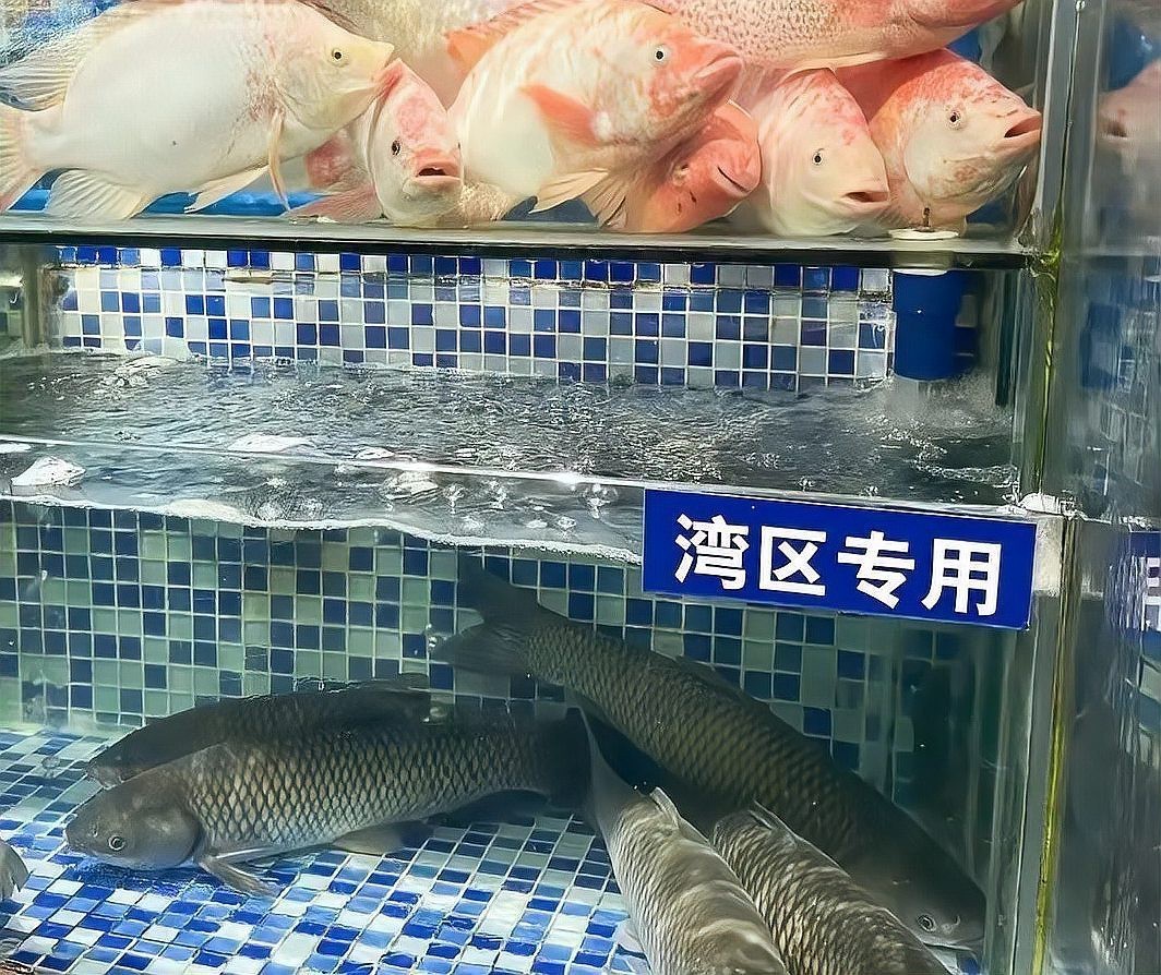 永順龍魚(yú)店，廣州永順龍魚(yú)店有哪些特色龍魚(yú)品種龍魚(yú)店的具體地址