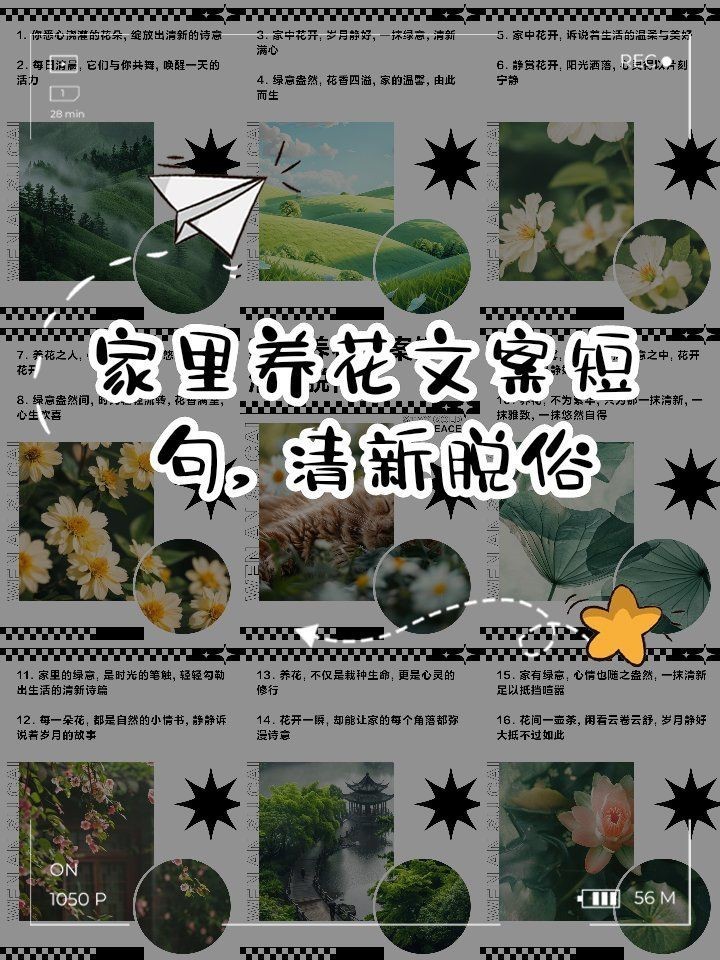 家花最經典十句話，《家花最經典十句話》《家花最經典十句話》聚焦“家花”