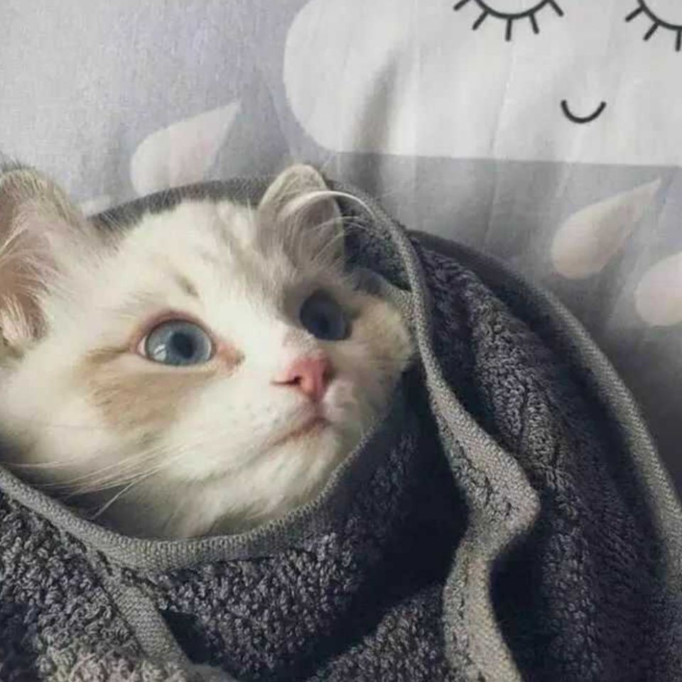 家花最經典十句話，《家花最經典十句話》《家花最經典十句話》聚焦“家花”