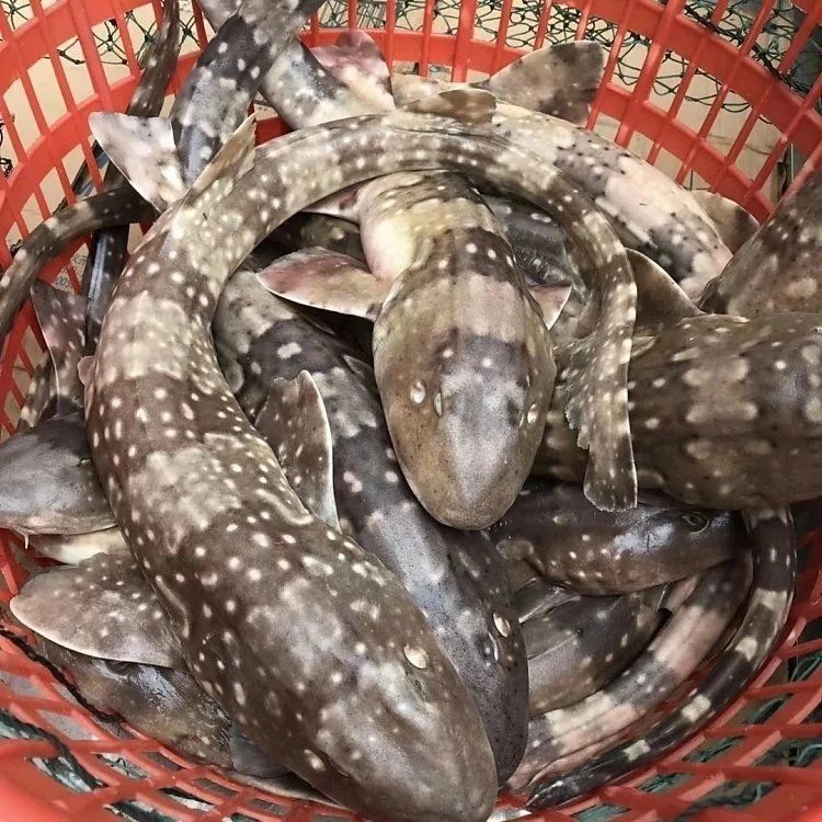 貓鯊多少錢一只，寵物貓鯊魚多少錢一條