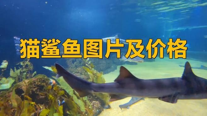 貓鯊多少錢一只，寵物貓鯊魚多少錢一條