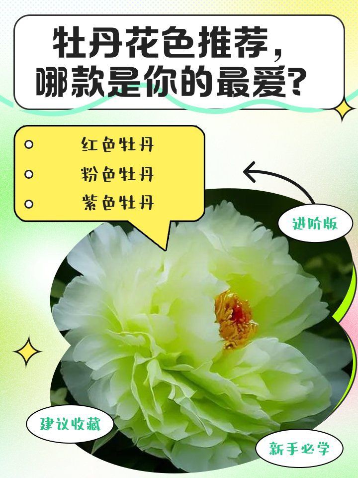 牡丹最吉利的三個顏色，《牡丹最吉利的三個顏色》