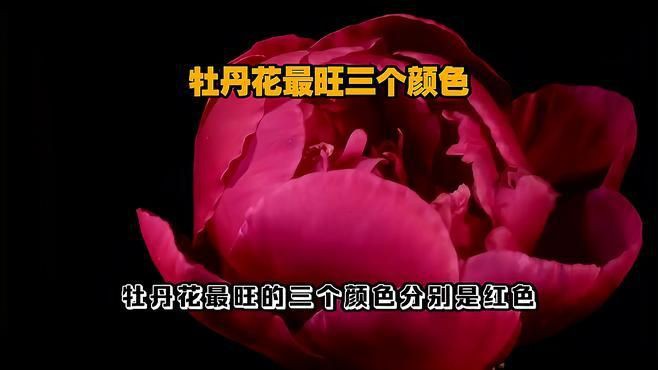 <strong><mark>牡丹</mark></strong>最吉利的三個顏色，《<strong><mark>牡丹</mark></strong>最吉利的三個顏色》
