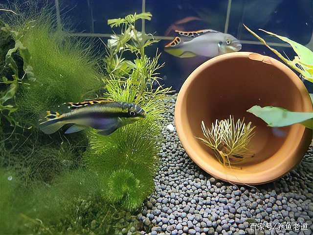 鳳凰魚適合新手養嗎，荷蘭鳳凰魚適合新手飼養的小型熱帶魚種