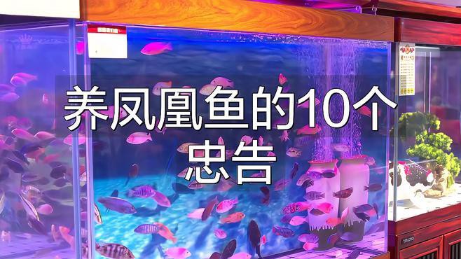 鳳凰魚適合新手養嗎，荷蘭鳳凰魚適合新手飼養的小型熱帶魚種