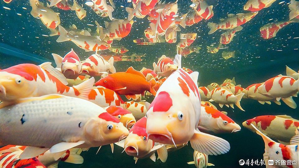 曲周龍魚店，曲周縣有沒有龍魚專賣店