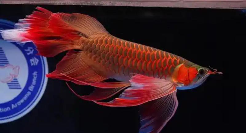 如何調整龍魚照片的色溫，如何調整龍魚照片的色溫，龍魚照片色溫調整案例分享