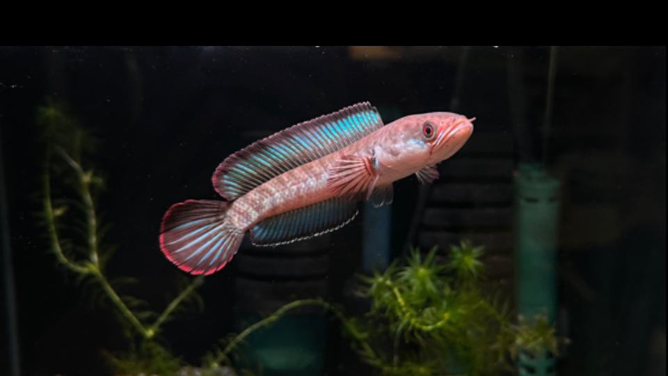 養殖雷龍魚需要哪些基礎設備？，發呆專業戶從0開始養雷龍保姆教程第一篇嗶哩嗶哩嗶哩嗶哩嗶哩