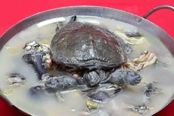 甲魚營(yíng)養(yǎng)功效與作用，民福康甲魚的功效與作用是什么