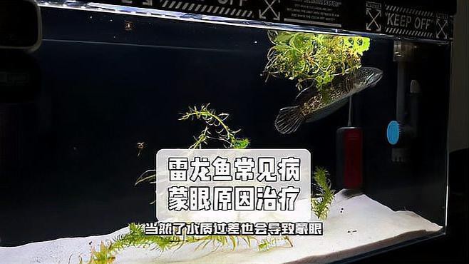 如何預防雷龍魚疾病？，新手雷龍魚新到家三五天不吃東西趴缸沒狀態怎么辦
