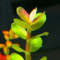 龍巖魚缸維護，魚缸全方位維護指南