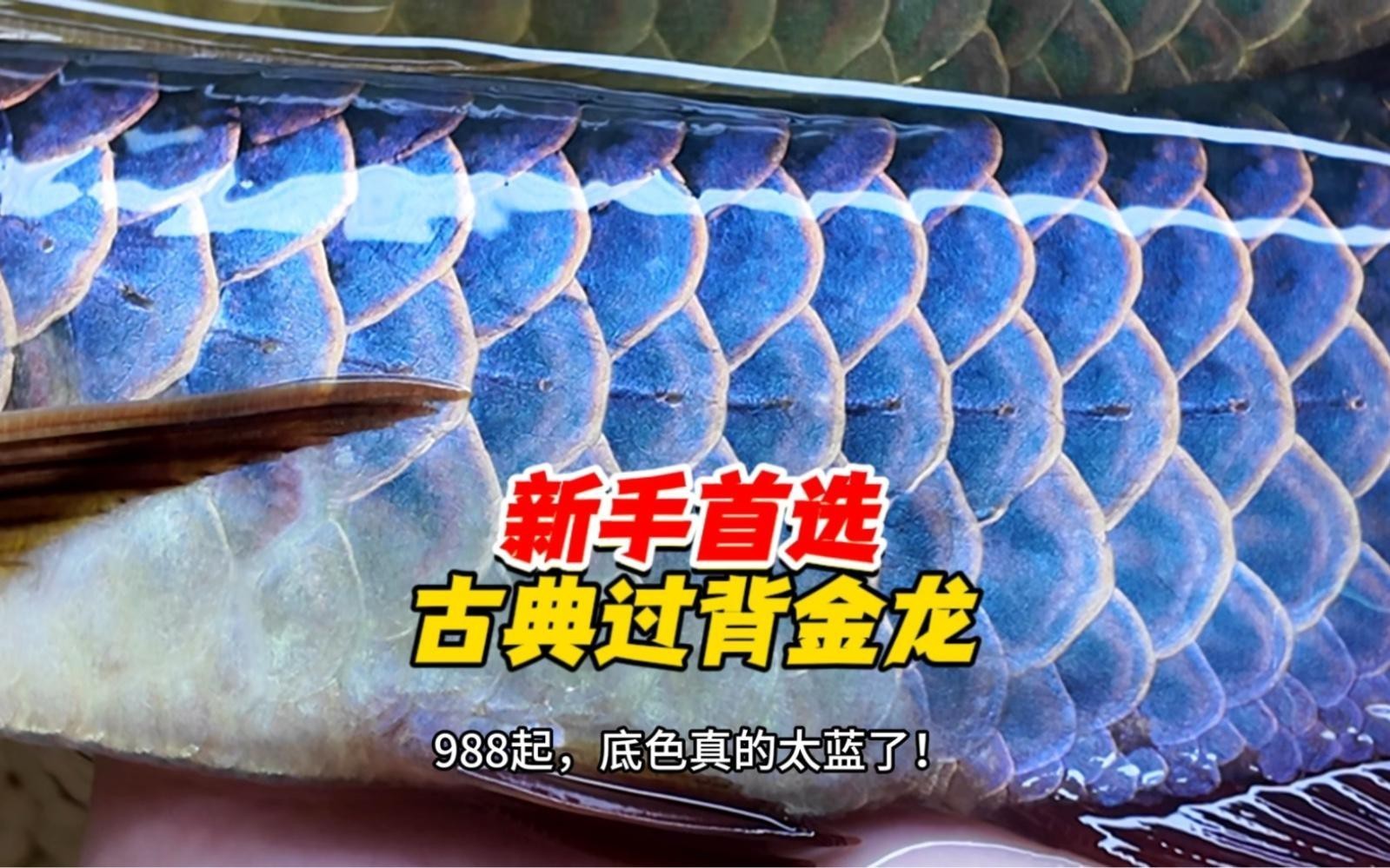 如何挑選高品質的古典金龍魚？，《如何挑選高品質的古典金龍魚?》