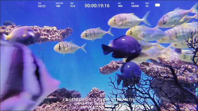 泉州水族店，泉州新門街|超有港風(fēng)氛圍的水族店攜程旅行
