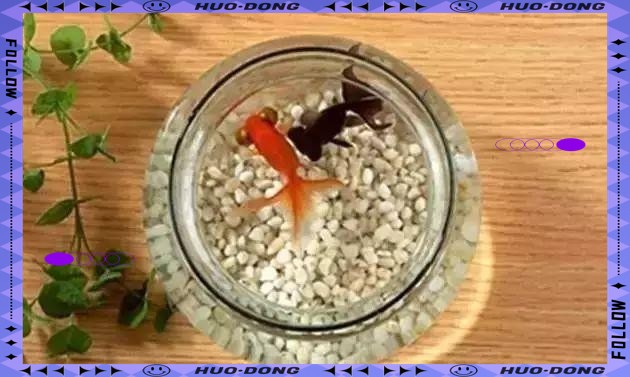 辦公室養(yǎng)龍魚(yú)幾條風(fēng)水學(xué)，辦公室養(yǎng)龍魚(yú)數(shù)量與風(fēng)水布局