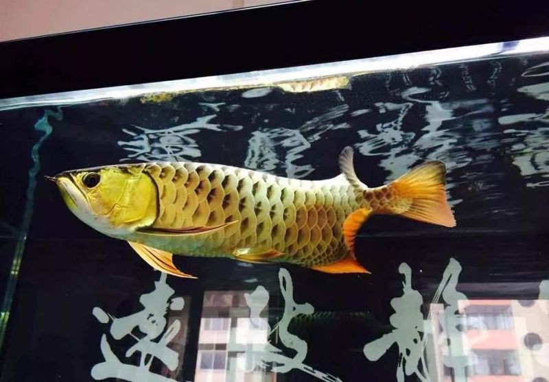 辦公室養(yǎng)龍魚(yú)幾條風(fēng)水學(xué)，辦公室養(yǎng)龍魚(yú)數(shù)量與風(fēng)水布局