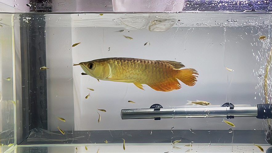 如何治療龍魚炸鱗？，龍魚炸鱗怎么治療