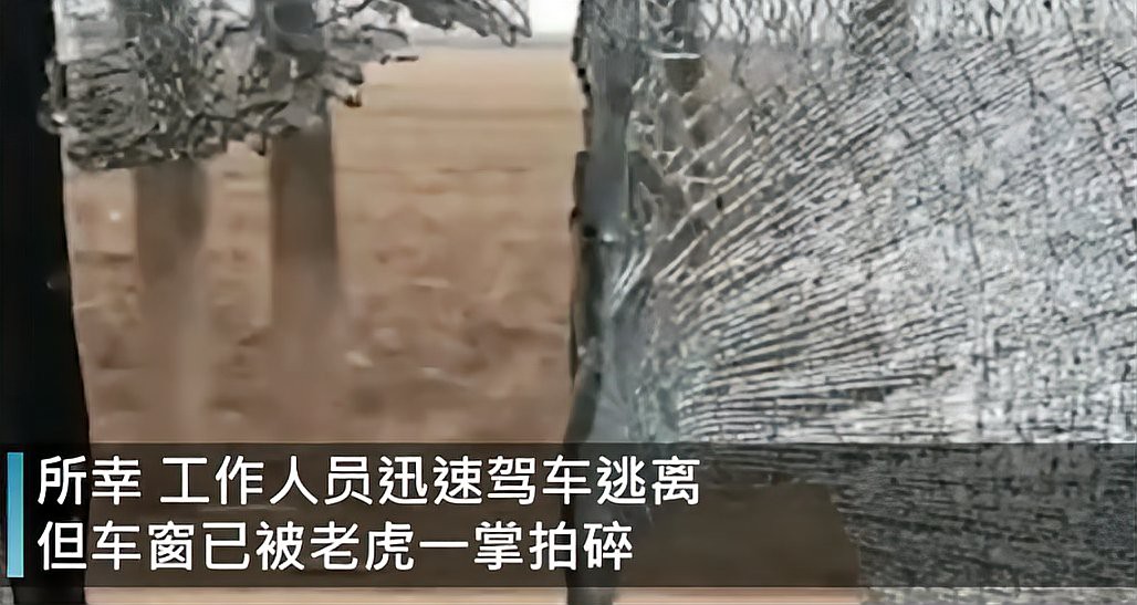 世界上還有多少老虎，3個世界上還有多少老虎
