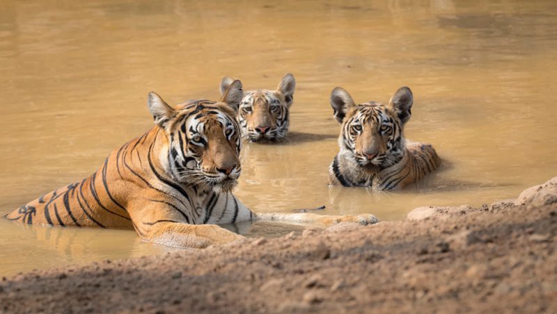 世界上還有多少老虎，3個世界上還有多少老虎
