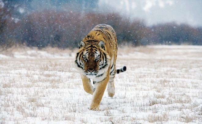 世界上還有多少老虎，3個世界上還有多少老虎