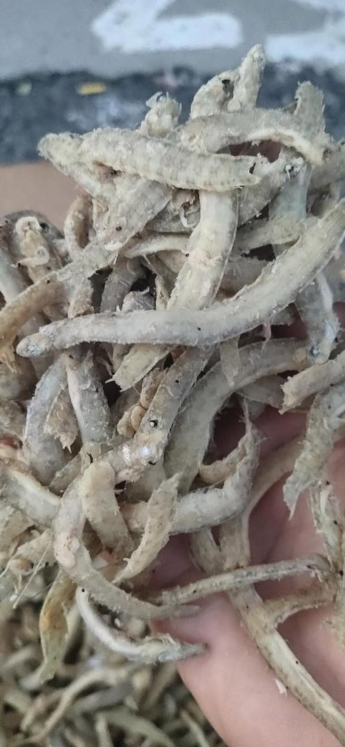 鳳尾魚圖片大全，“鳳尾魚圖片大全”匯集了多種形態(tài)與生態(tài)場(chǎng)景下的鳳尾魚視覺資料