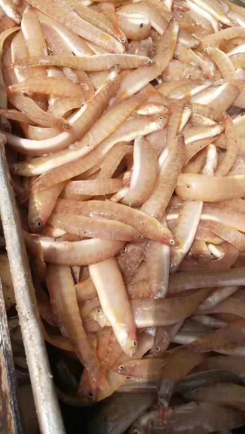 鳳尾魚圖片大全，“鳳尾魚圖片大全”匯集了多種形態(tài)與生態(tài)場(chǎng)景下的鳳尾魚視覺資料