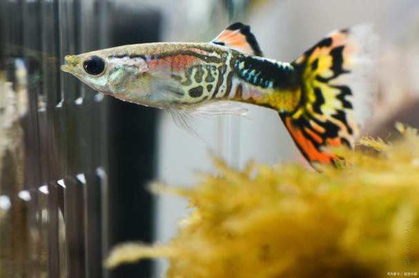 鳳尾魚圖片大全，“鳳尾魚圖片大全”匯集了多種形態(tài)與生態(tài)場(chǎng)景下的鳳尾魚視覺資料