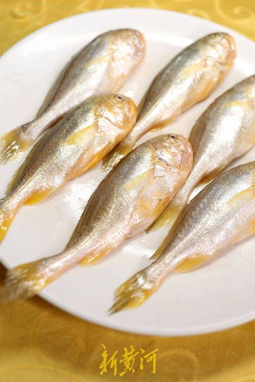 鳳尾魚圖片大全，“鳳尾魚圖片大全”匯集了多種形態(tài)與生態(tài)場(chǎng)景下的鳳尾魚視覺資料