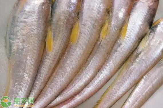 鳳尾魚圖片大全，“鳳尾魚圖片大全”匯集了多種形態(tài)與生態(tài)場(chǎng)景下的鳳尾魚視覺資料