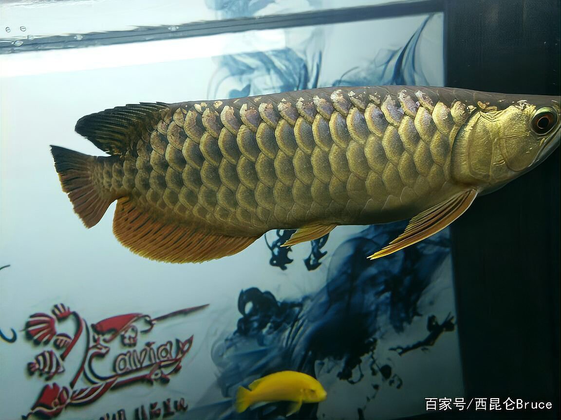 古典過背金龍和改良過背金龍哪個更稀有，古典過背金龍魚與改良過背金龍