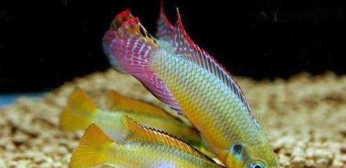 鳳凰魚怎么分辨公母，分辨鳳凰魚（如荷蘭鳳凰魚）的公母主要依靠外觀特征