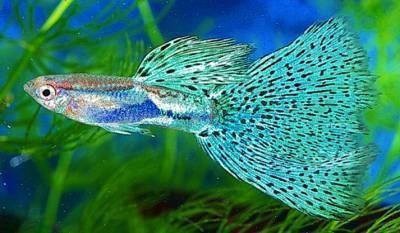 鳳凰魚怎么分辨公母，分辨鳳凰魚（如荷蘭鳳凰魚）的公母主要依靠外觀特征