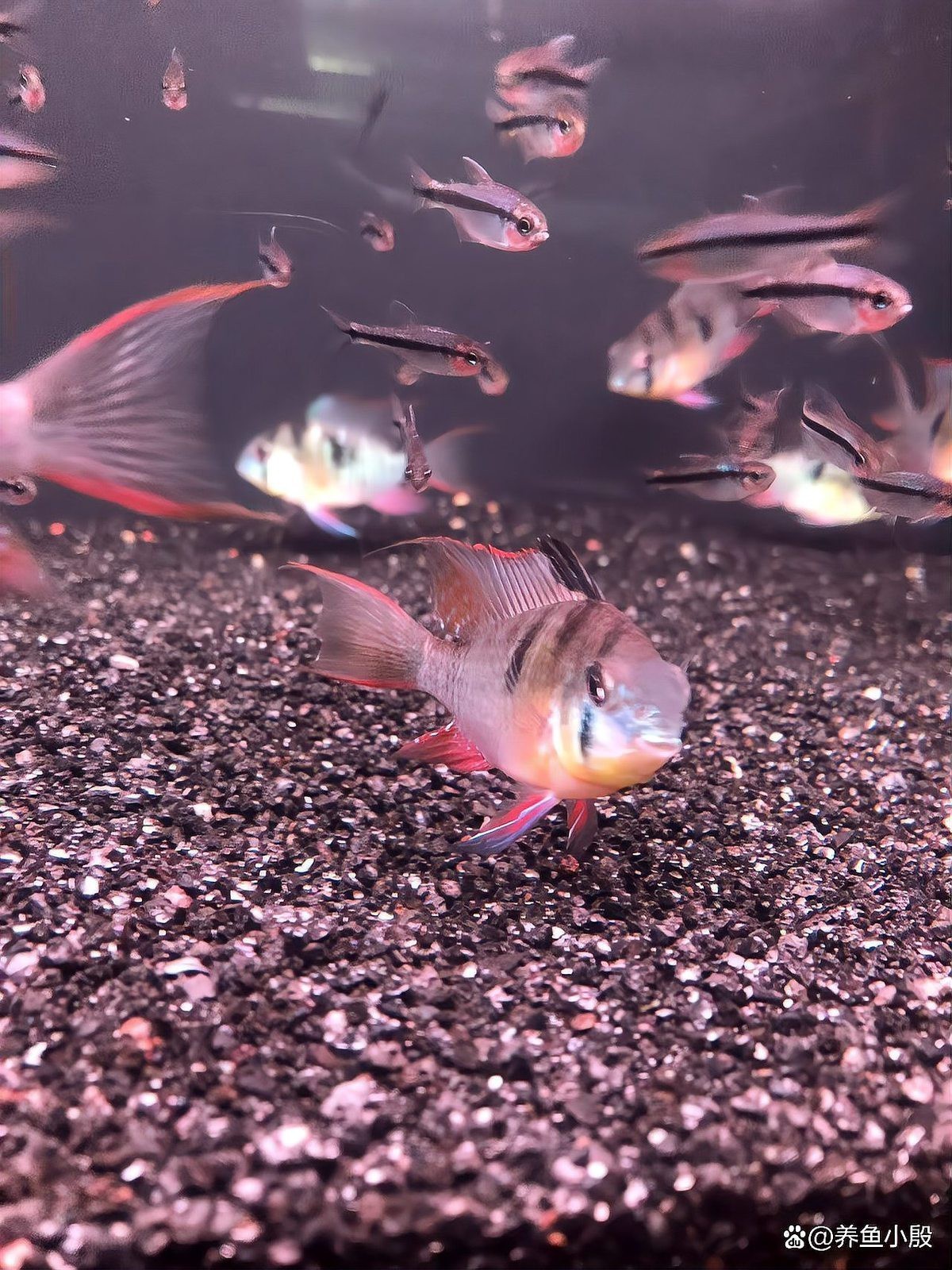 鳳凰魚怎么分辨公母，分辨鳳凰魚（如荷蘭鳳凰魚）的公母主要依靠外觀特征