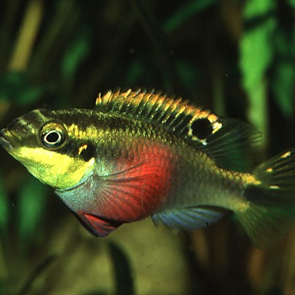 鳳凰魚怎么分辨公母，分辨鳳凰魚（如荷蘭鳳凰魚）的公母主要依靠外觀特征