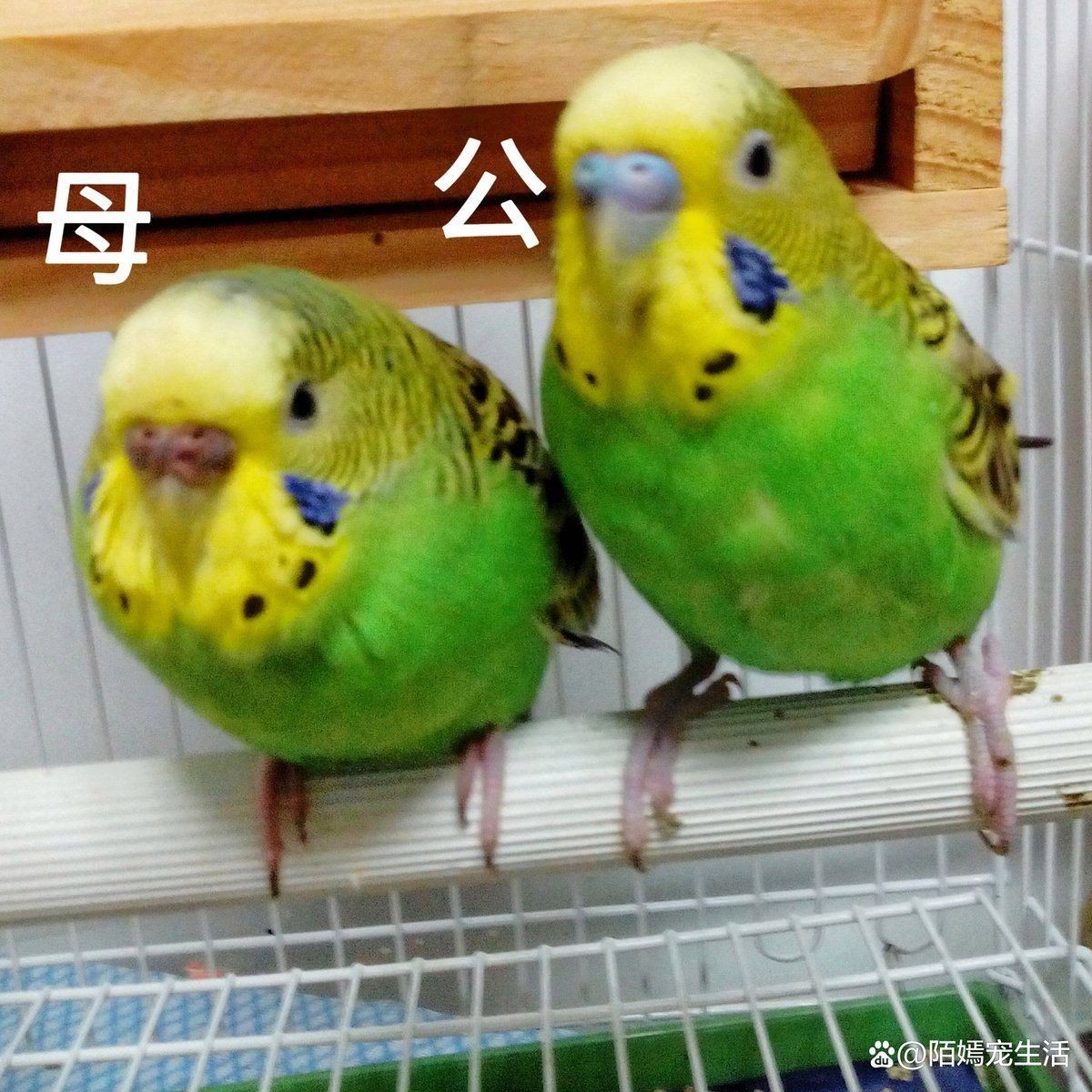 綠皮皇冠豹公母最簡單三個步驟，狗哥愛養寵，虎皮鸚鵡怎樣區分公母