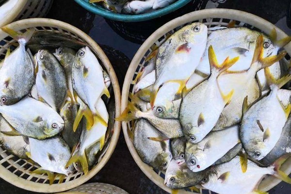 人工養殖海魚一覽表，人工養殖海魚養殖海魚產業全景解析：人工養殖海魚