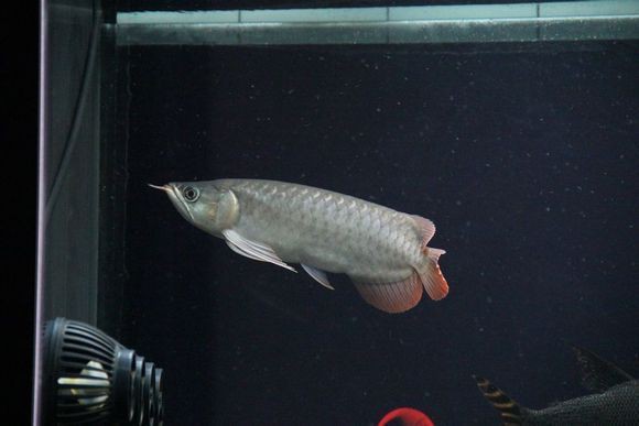 祥云龍魚店，上海市虹口區祥云水族館