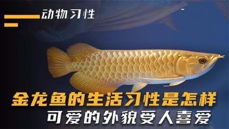 熱帶金龍魚，-防坑手冊金龍魚產地主要在哪里蜜朵朵呀