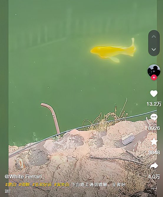 浚縣龍魚店，河南浚縣龍魚店哪家最好浚縣龍魚店哪家最好