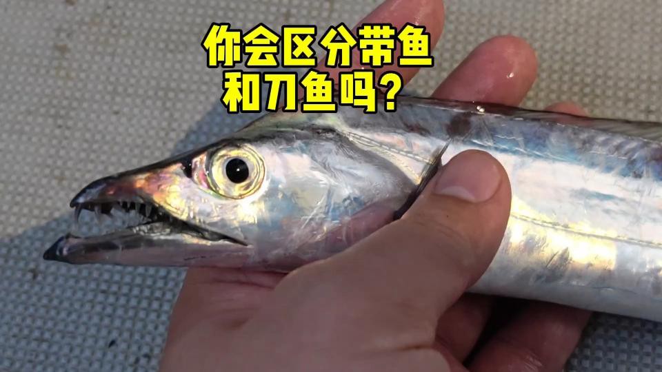 刀魚分為哪幾種，刀魚主要分為江刀、湖刀、湖刀（河刀魚）和海刀三大類