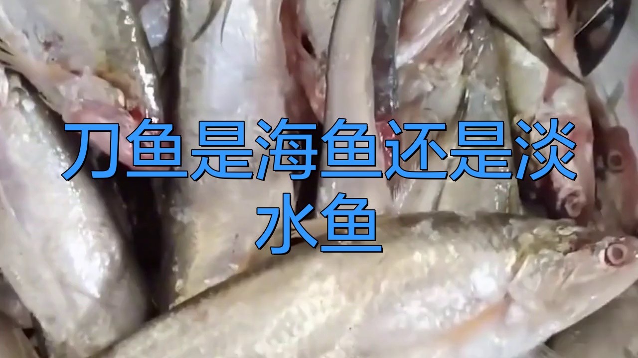 刀魚分為哪幾種，刀魚主要分為江刀、湖刀、湖刀（河刀魚）和海刀三大類