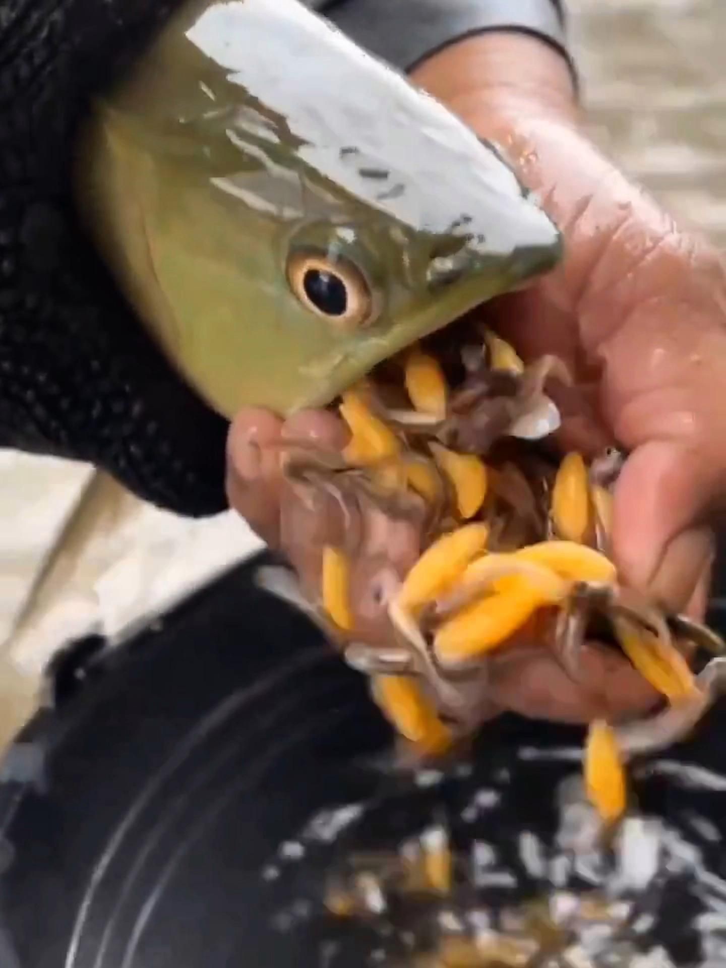 紅龍魚吃小魚會咬人嗎？，紅龍魚吃小魚會咬人嗎:龍魚性格與混養(yǎng)技巧全解析