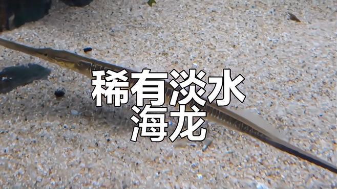 哪種龍更適合作為寵物魚？，5種超好養的水生寵物推薦瘦貓山下的山風逆襲了編輯