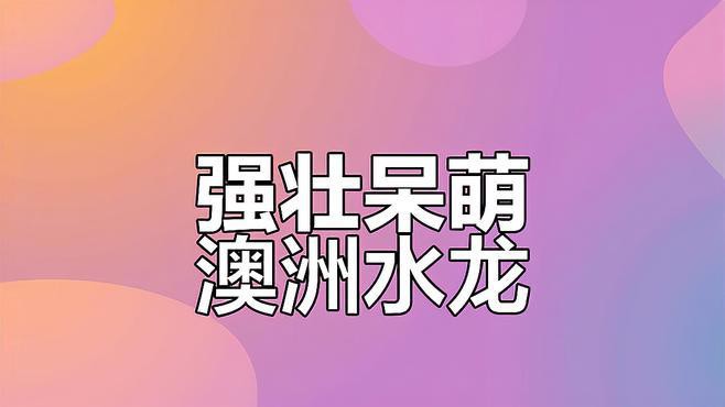 哪種龍更適合作為寵物魚？，5種超好養的水生寵物推薦瘦貓山下的山風逆襲了編輯